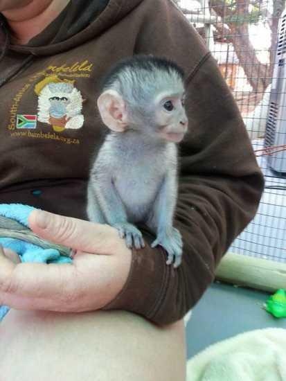 mono capuchino entrenado