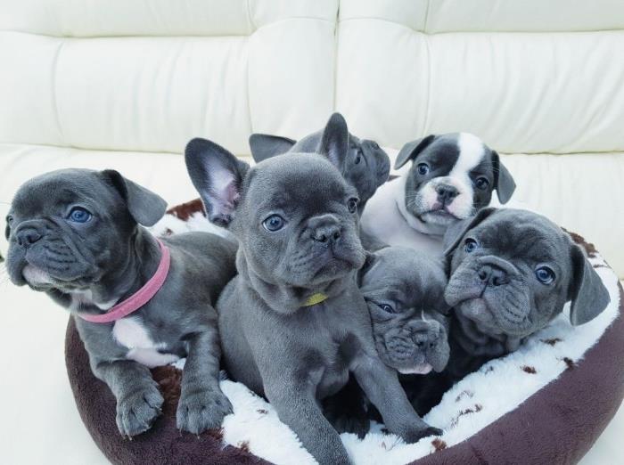 adorables cachorros de bulldog francés para la venta
