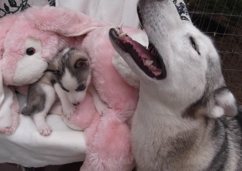 adorable cachorro de husky siberiano para adopción